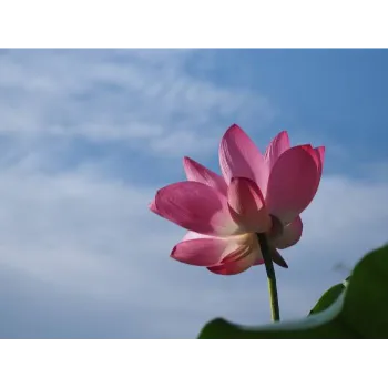 Natural Lotus Flower